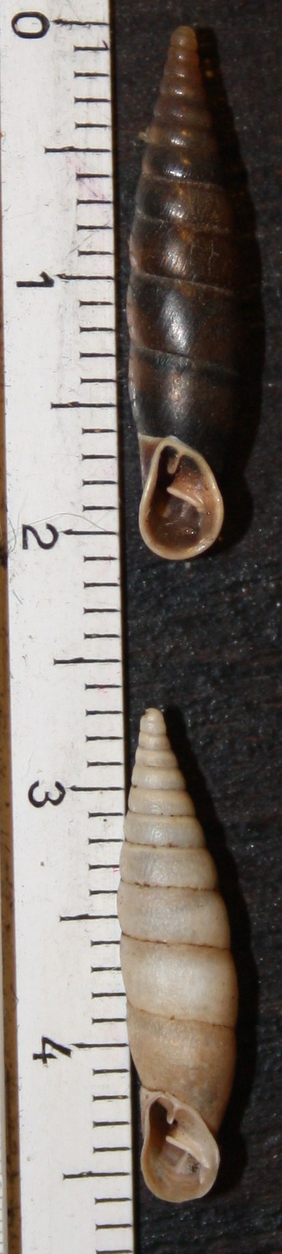 Charpentieria itala punctata e Cochlodina incisa